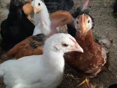 Цыплята несушек и бройлеров (росс 308)