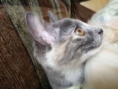 Котенок-девочка, 2.5 месяца