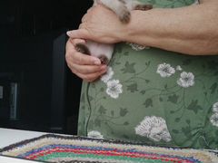 Кошечка в добрые руки