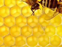 Пчёлы, пчёлосемьй