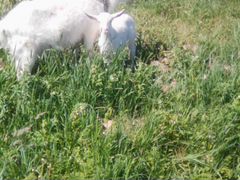 Зааненский козлик, козел 3 месяца