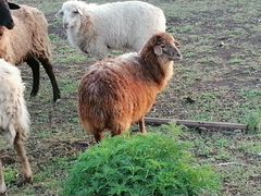 Продам барана и 2 овец
