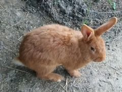 Кролик нзк