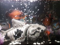 Рыбы в аквариум