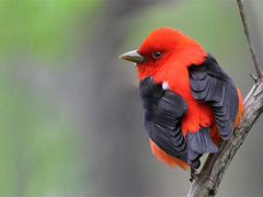 Пиранга красно-чёрная и красная