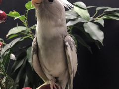 Попугай корелла Безщекий птенец