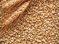 Пшеница, Ячмень
