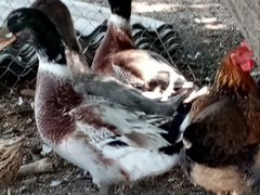 Селезни башкирской утки