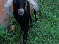 Англо-Нубийский козел