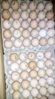 На 2 марта Инкубационное яйцо (импорт)