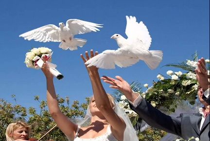 Выпускаем голубей на свадьбы