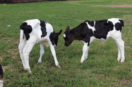 Продам 2 коровы И 3 телёнка