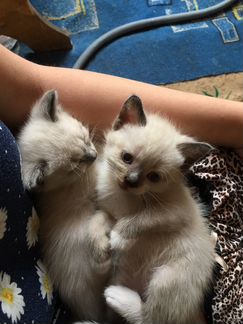 Продаются Тайские котята