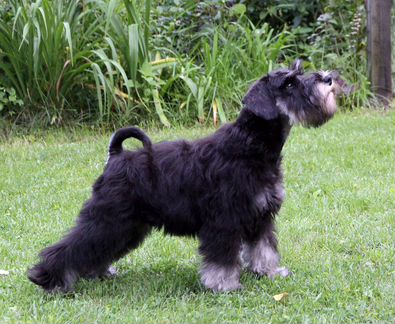Элитный щенок цвергшнауцер черный с серебром