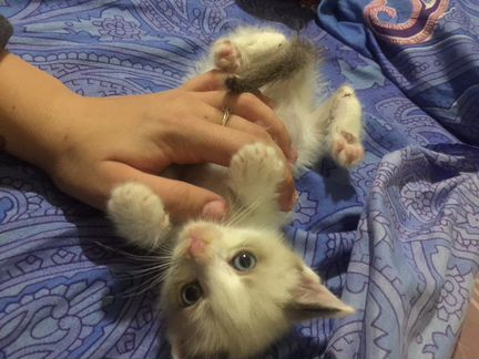 Сиамский котёнок в добрые руки