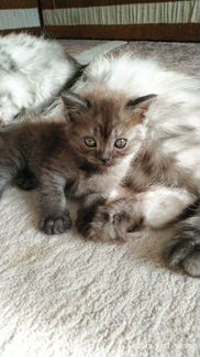 Котенок девочка персидской кошки