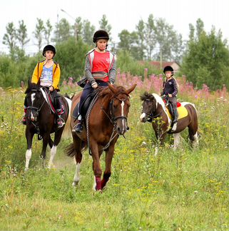 Общение с лошадью и обучение верховой езде