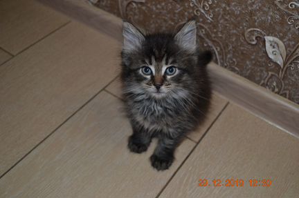 Котёнок (мальчик) Сибирская порода