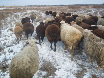 Овцы бараны живым и на мясо