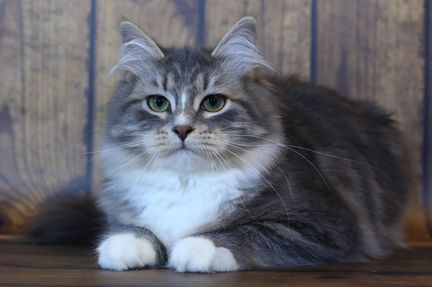 Сибирский котенок - мальчик.Голубого окраса