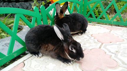 Кролики рекс
