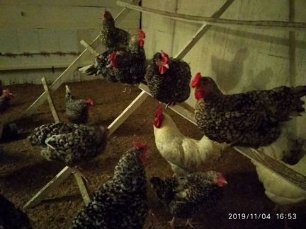 Инкубационные яйца пушкинской породы кур