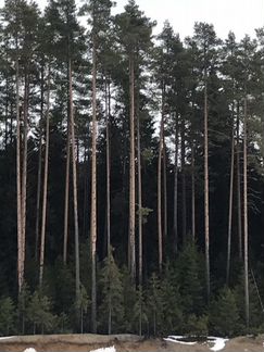 Аренда леса