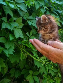 Котята норвежской лесной в добрые руки