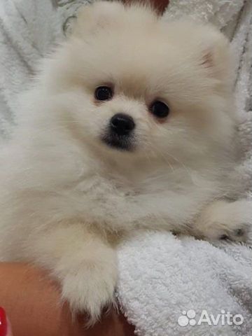 Вязка. Немецкий шпиц