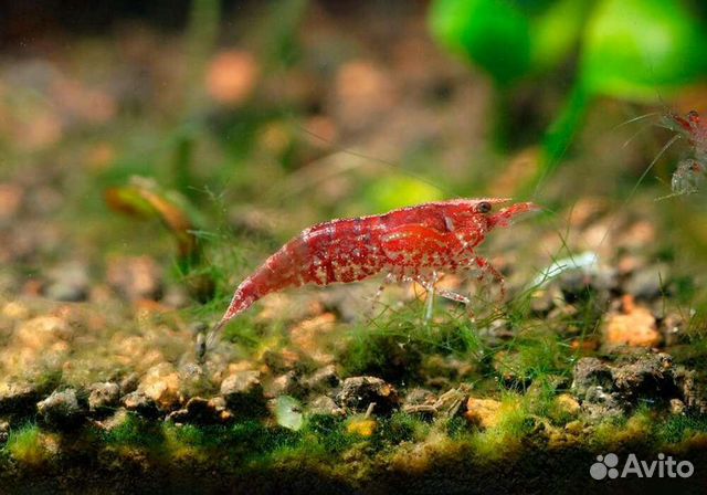 Креветка chery, сомики Анцитруса. Временно нет