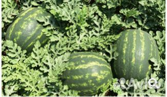 Семена Арбуза 