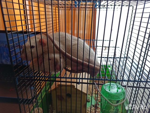 Крысы,морские свинки и прочие грызуны(не продажа)