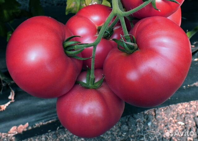 Семена Томата 