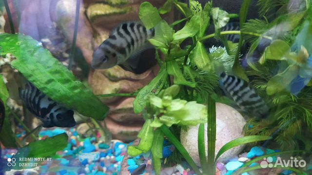 Цыхлиды и цыхлазомы