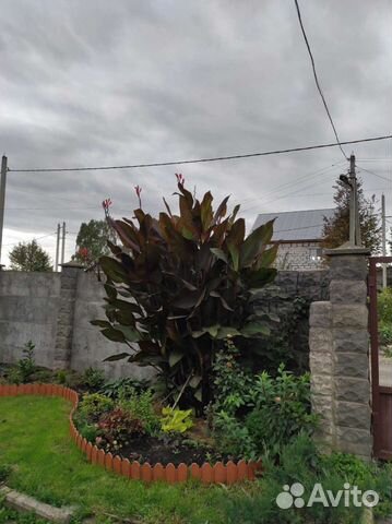 Цветы канны