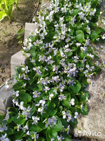 Фиалка садовая многолетняя