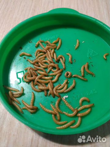 Муравьи Жнецы