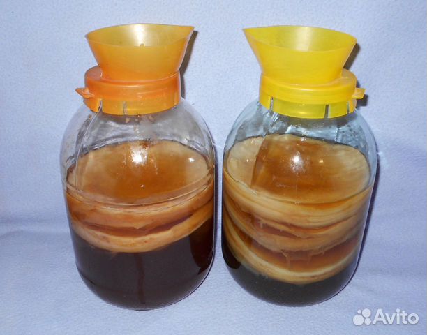 Чайный гриб \\ Комбуча \\ Чайный квас