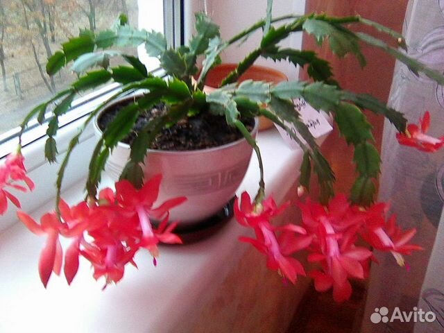 Декабрист шлюмбергера