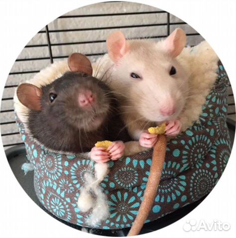 Две мыши в шапках