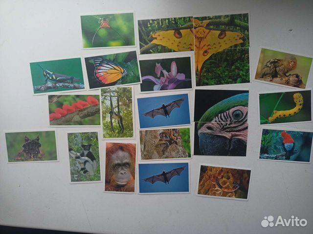 Наклейки животный мир