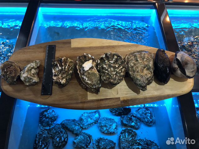 Живые устрицы