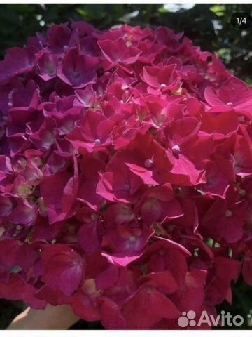 Гортензия красная