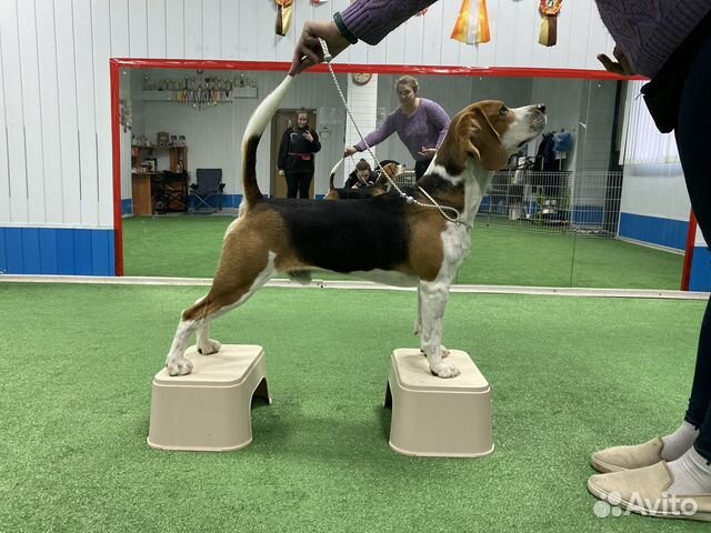 Бигль вязка Чемпион России по скор