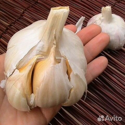 Огромный чеснок в наличии Гигантская тыква.Высылаю