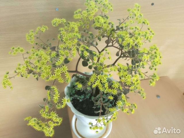 Комнатные растения