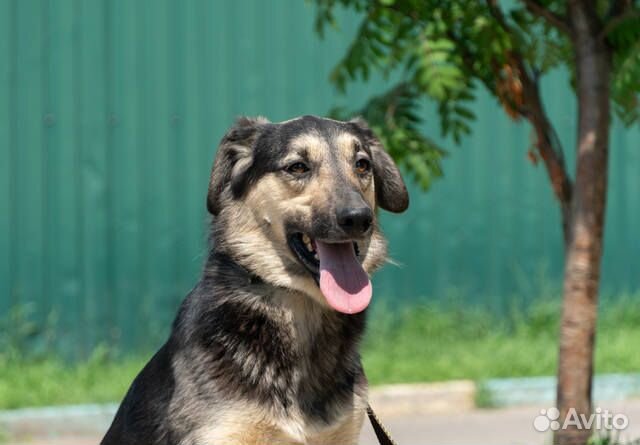 Нежная Мистик в добрые руки