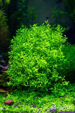 Растения для аквариума и рыбки