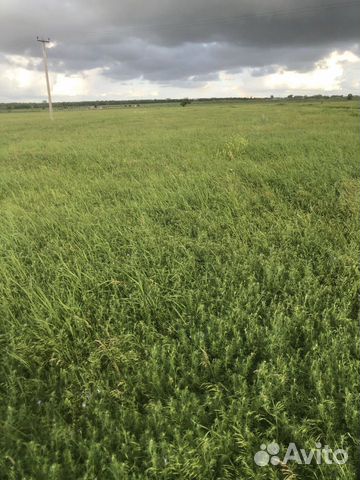 Сено в тюках 2024