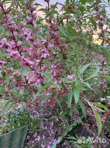 Миндаль куст